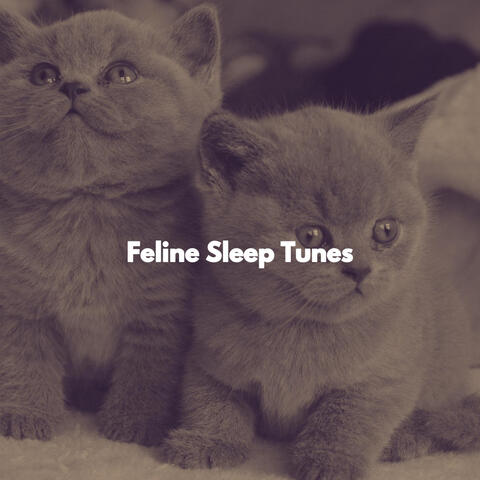 Feline Sleep Tunes