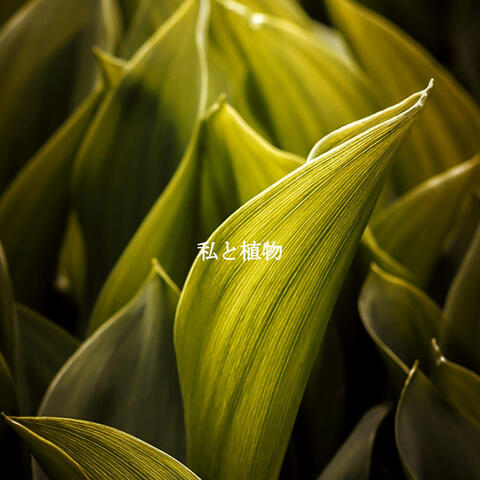 私と植物