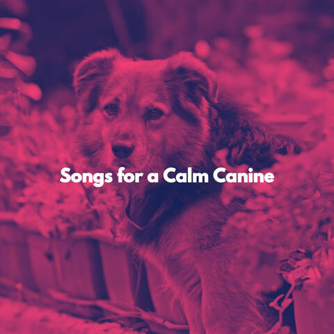 Songs for a Calm Canine