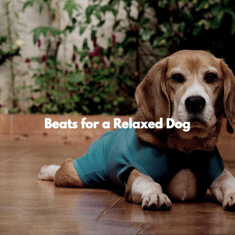 Beats for a Relaxed Dog