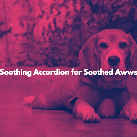 Soothing Accordion for Soothed Awws