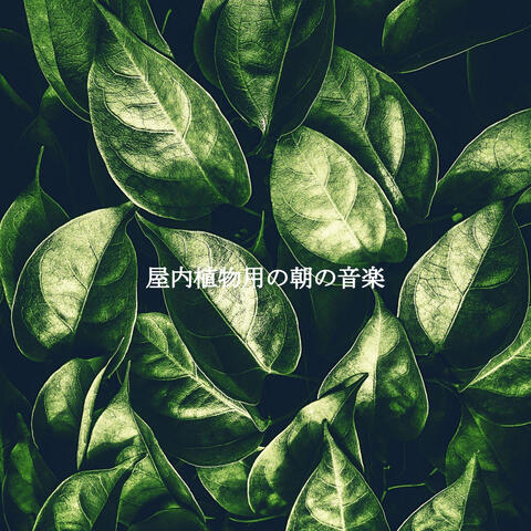 屋内植物用の朝の音楽