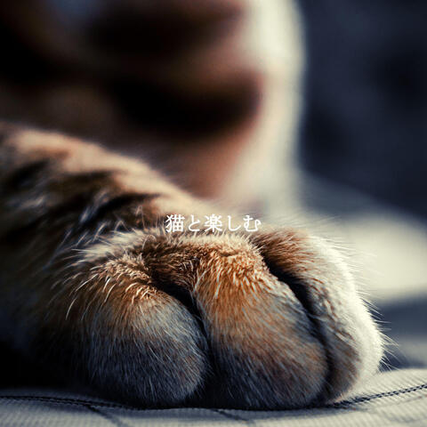 猫と楽しむ