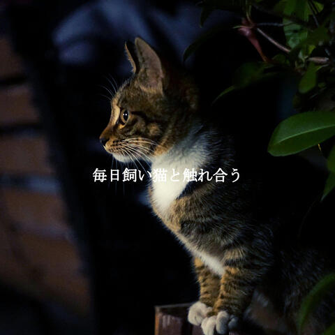 毎日飼い猫と触れ合う