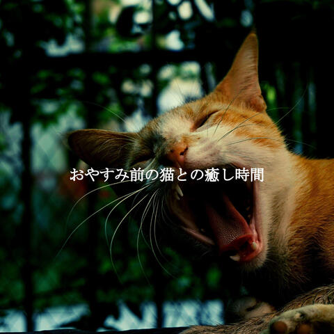 おやすみ前の猫との癒し時間