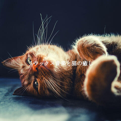 リラックス音楽と猫の癒し