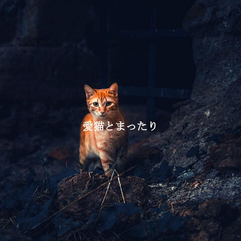 愛猫とまったり