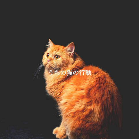うちの猫の行動