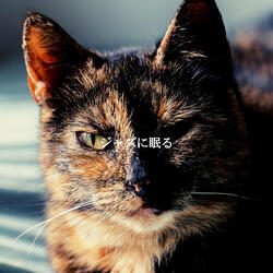 Pulsating Backdrops for Coffee in Tokyo