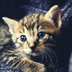 Refined Ambiance for Rome Espresso Bars