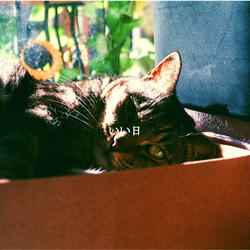 Festive Backdrops for Sydney Coffeehouses