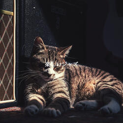 Serene Smooth Jazz Saxophone - Vibe for NYC Coffeeshops