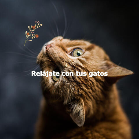 Relájate con tus gatos