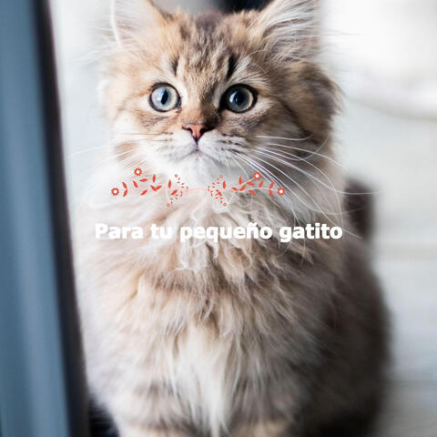 Para tu pequeño gatito