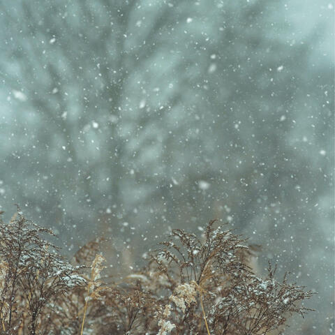 Binaural Noise: Nature Sounds for Cozy Nights