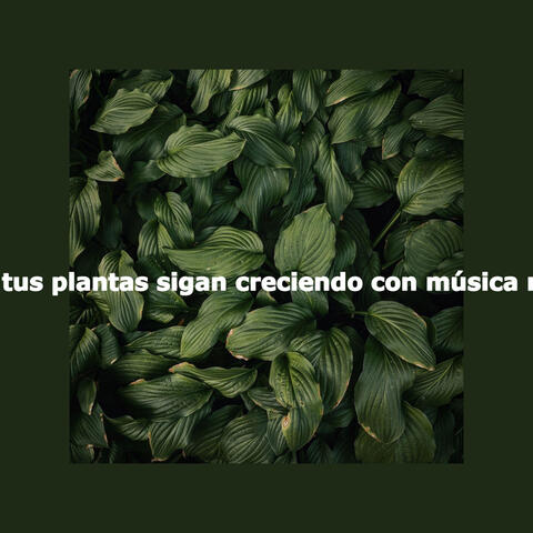 Haz que tus plantas sigan creciendo con música relajante