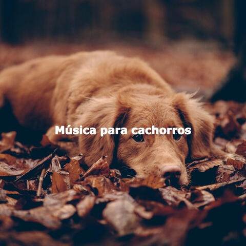 Música para cachorros