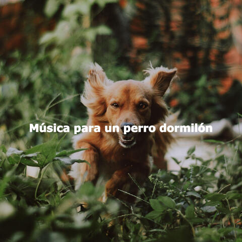 Música para un perro dormilón