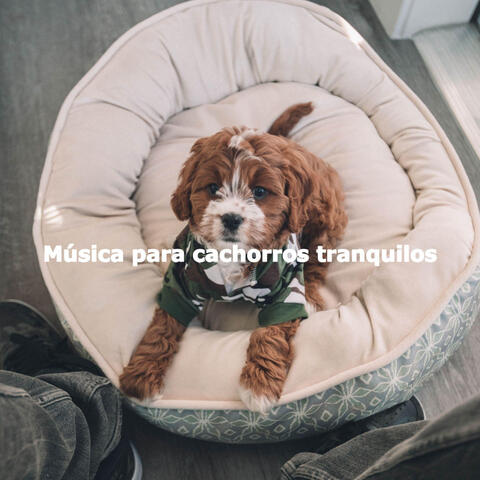 Música para cachorros tranquilos