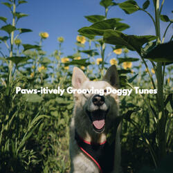 Luxurious Bossa Nova - Vibe for Stylish Dogs
