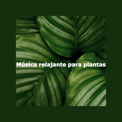 Música relajante para plantas