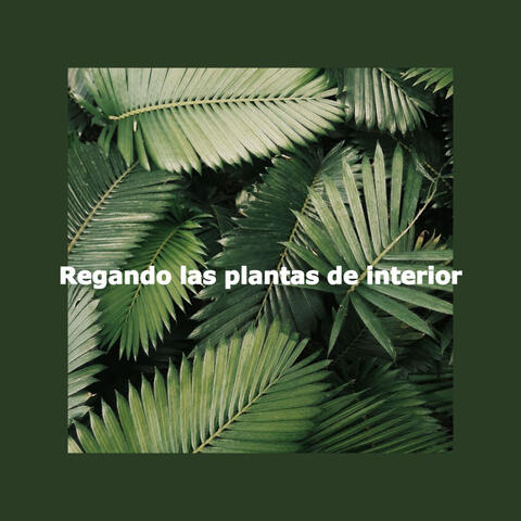 Regando las plantas de interior