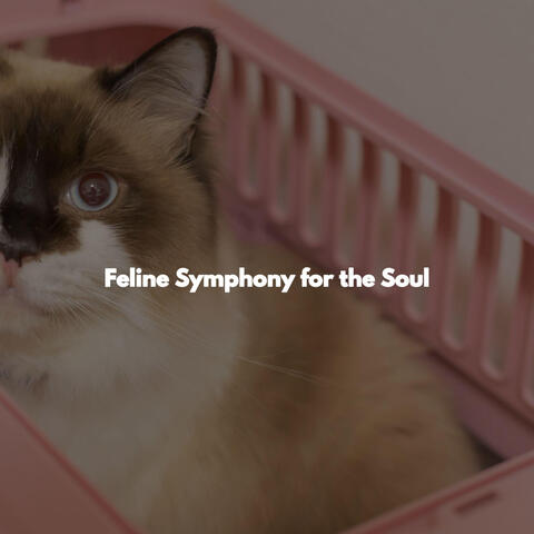 Feline Symphony for the Soul