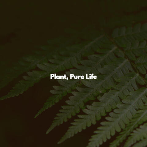 Plant, Pure Life