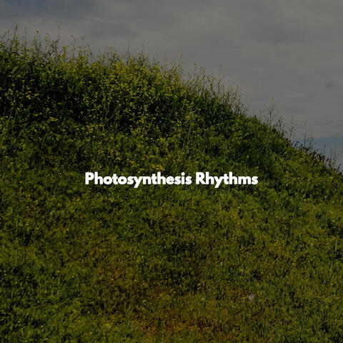 Photosynthesis Rhythms
