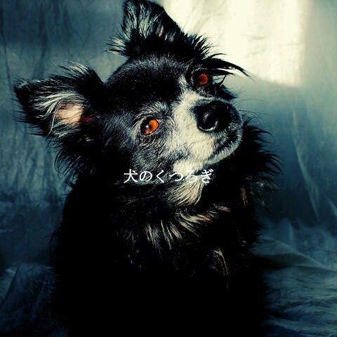 犬のくつろぎ