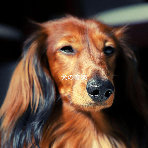 犬の音楽