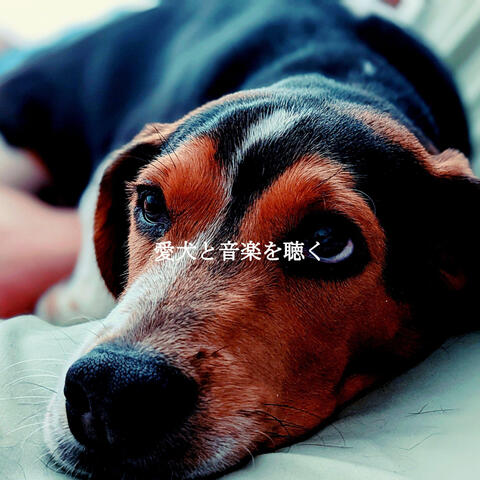 愛犬と音楽を聴く