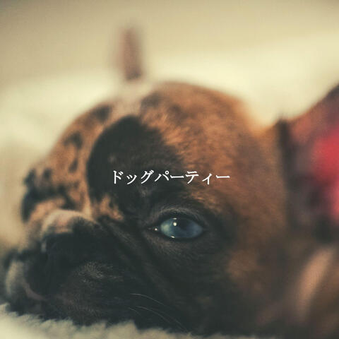 ドッグパーティー