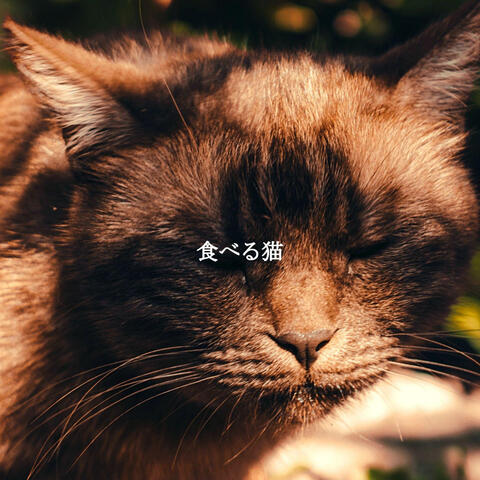 食べる猫
