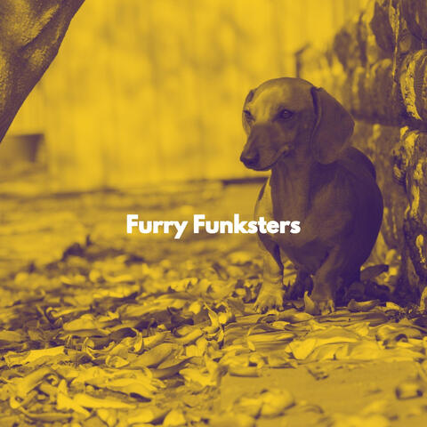 Furry Funksters