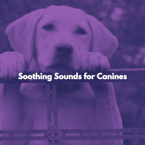 Soothing Sounds for Canines