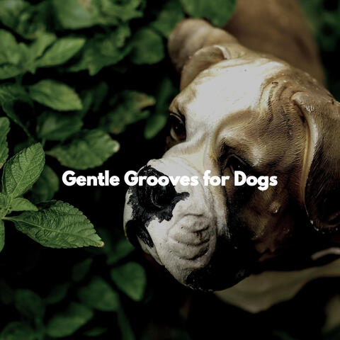 Gentle Grooves for Dogs
