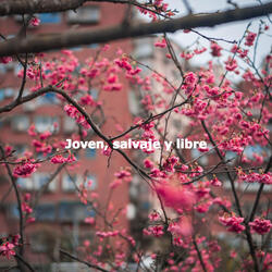 Hypnotic Waltz - Vibe for Spotless Mind