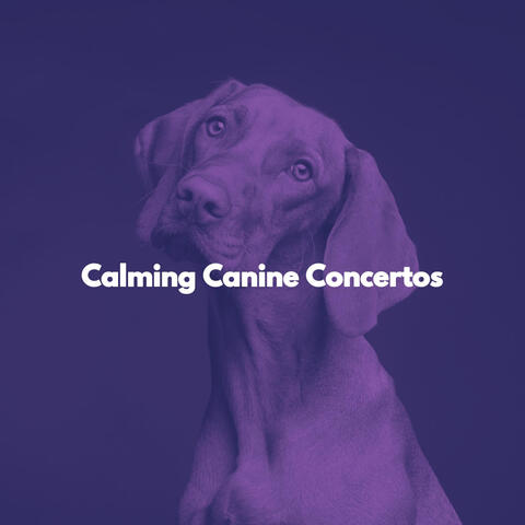 Calming Canine Concertos
