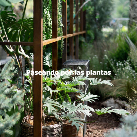 Paseando por las plantas