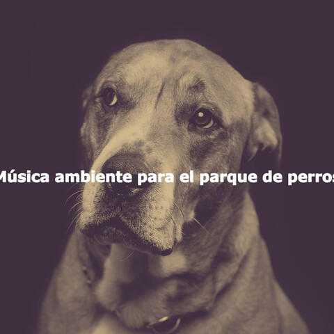 Música ambiente para el parque de perros