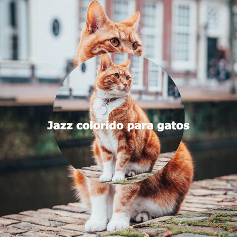 Jazz colorido para gatos