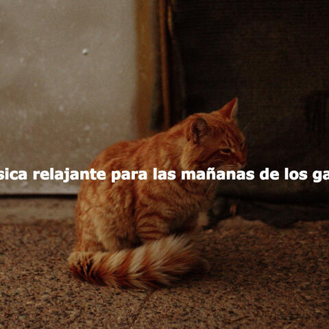 Música relajante para las mañanas de los gatos