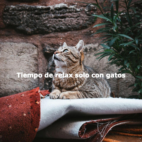 Tiempo de relax solo con gatos