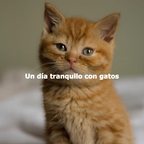 Un día tranquilo con gatos