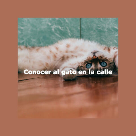 Conocer al gato en la calle