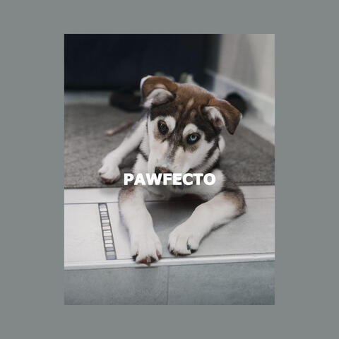PAWFECTO