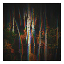 Lost in the Woods