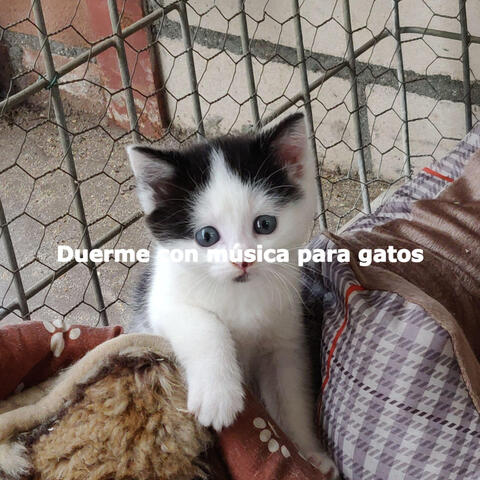 Duerme con música para gatos