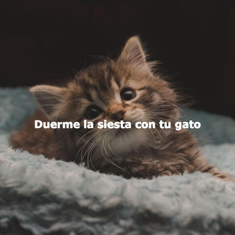 Duerme la siesta con tu gato
